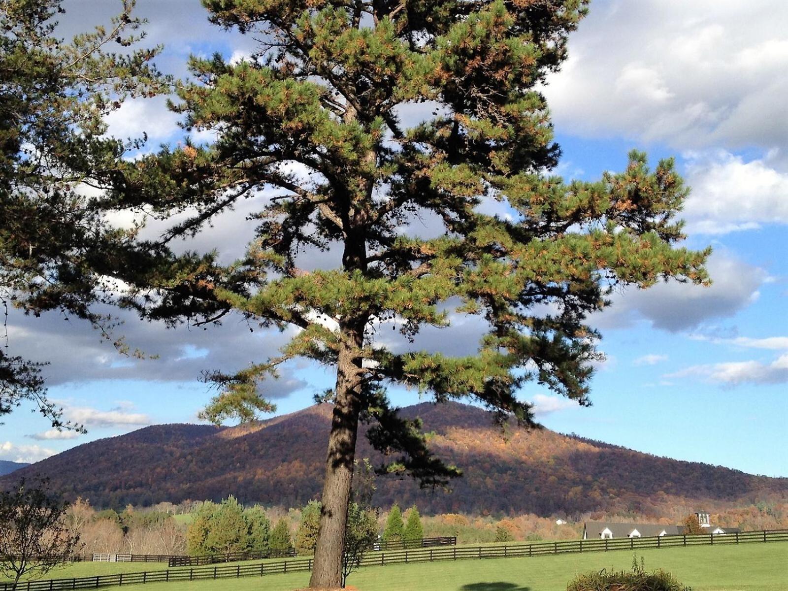Montfair Resort Farm Crozet Chambre photo